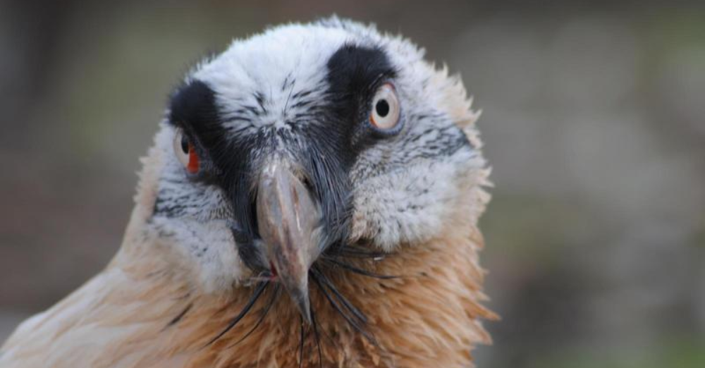 The Bearded Vulture on the Wings of WordPress
