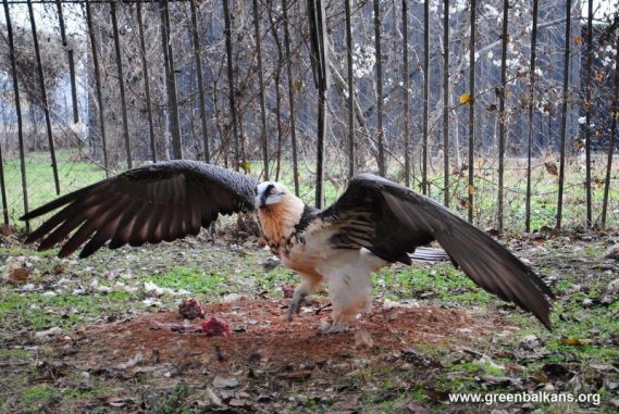 The Bearded Vulture on the Wings of WordPress